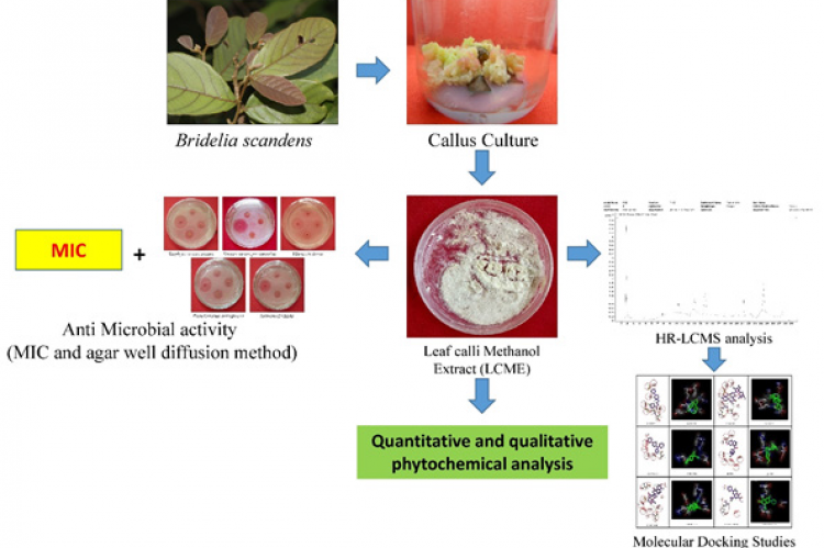 Antibacterial Property And Molecular Docking Studies Of Leaf Calli ...