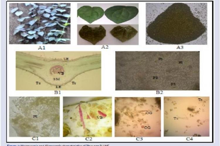 Macroscopic and Microscopic characteristics of Piper acre BLUME. Where; (A1) Piper acre Blume in natural habitat; (A2) a part showing the fresh and dried leaf; (A3) dried leaf powder; (B1) Transversal and (B2) longitudinal sections of the fresh leaf, (C) dried leaf powder; (UE) upper epidermis; (VB) vascular bundle; (Tc) Trichome; (SM) spongy mesophyll cell; (LE) lower epidermis; (PS) paracytic stomata; and (OG) oil glands.