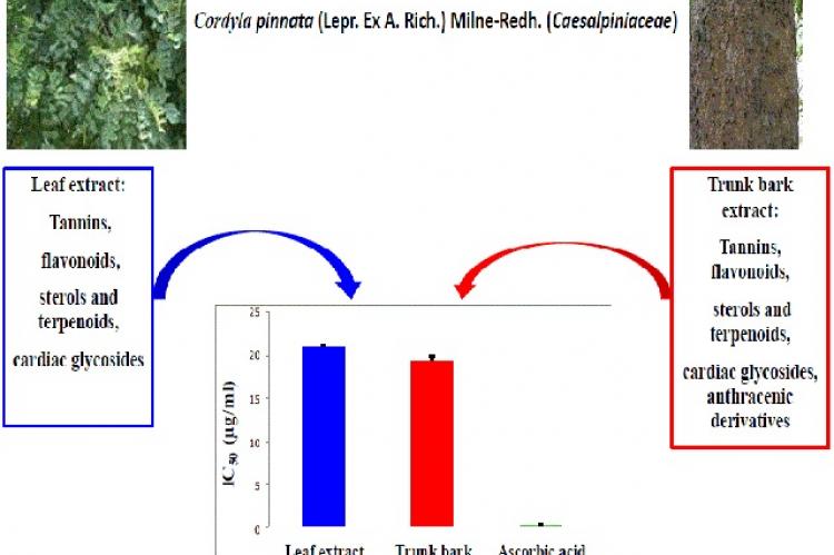 Phytochemical Screening and Antioxidant Effect of Ethanol Leaf and