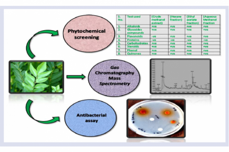 GRAPHICAL ABSTRACT