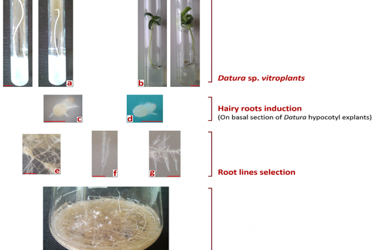 Hairy root culture establishment from Datura sp. etiolated and non-etiolated in vitro seedling.