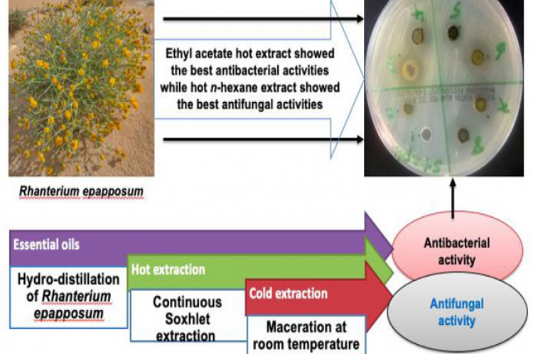 Comparative Study For The Volatile Oil Constituents And Antimicrobial ...