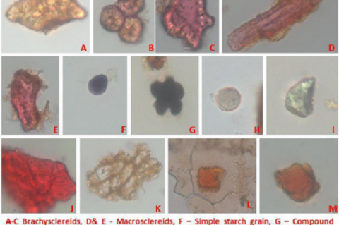 Powder microscopic images of Mesua ferrea flower bud