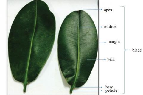 Macroscopic characteristics of G. latissima Miq. Leaves