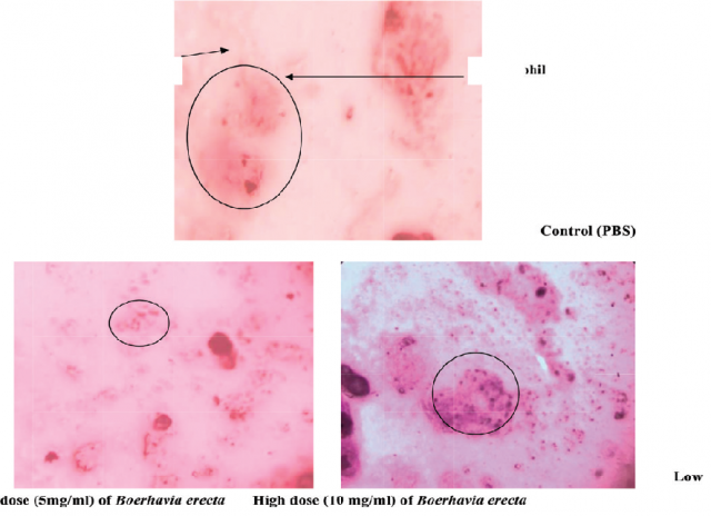 Investigation of Immunomodulatory Potential of Whole Plant of Boerhavia ...