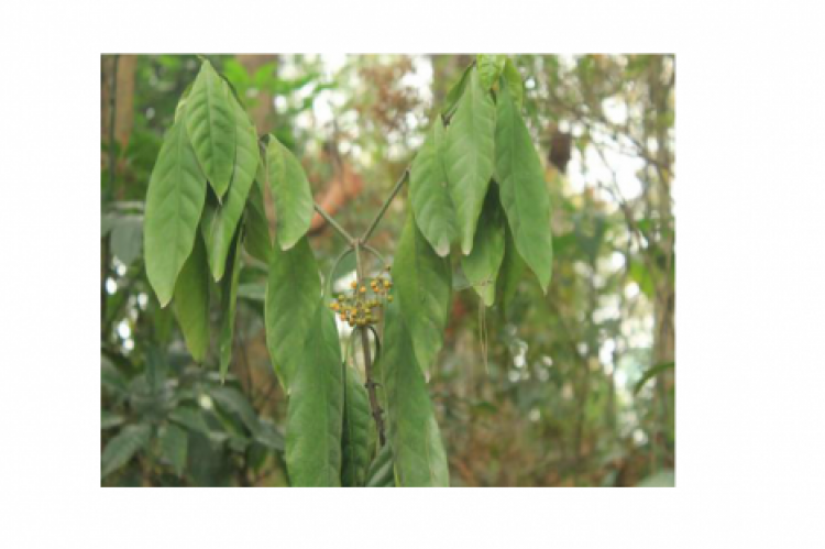 Fruit of Psychotria rubra.
