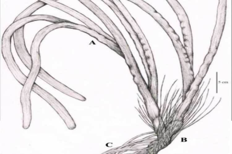 The macroscopical characteristics of fresh E. acoroides; Leaves (A), rhizome (B) and roots (C).
