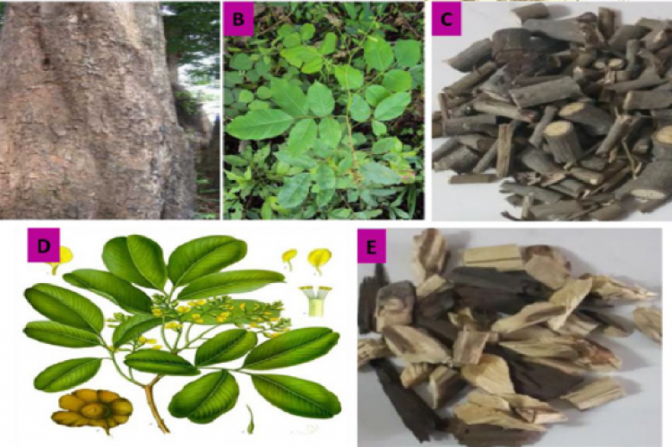 Different parts of the plant P. marsupium. (A). Bark, (B). Leaves, (C). Heartwood, (D). Twig, (E). Small branches.