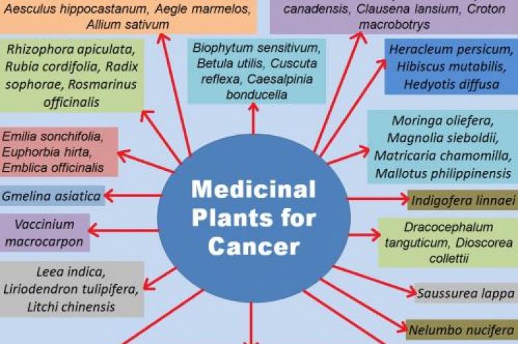 Medicinal Plants For Treatment Of Cancer: A Brief Review ...