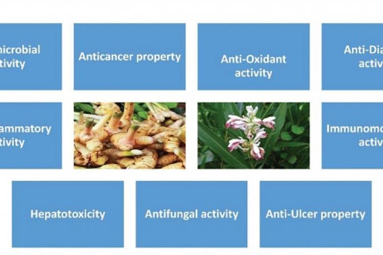 Several pharmacological properties of Alpinia galanga