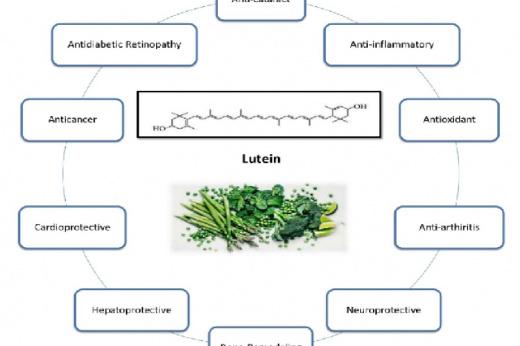 Biological activities and therapeutic potentials of lutein