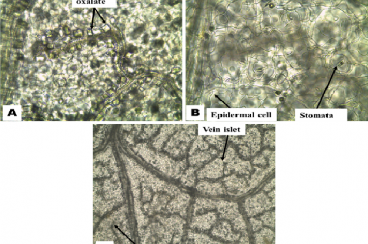 Microscopic characteristics of the leaf surface of P. amarus
