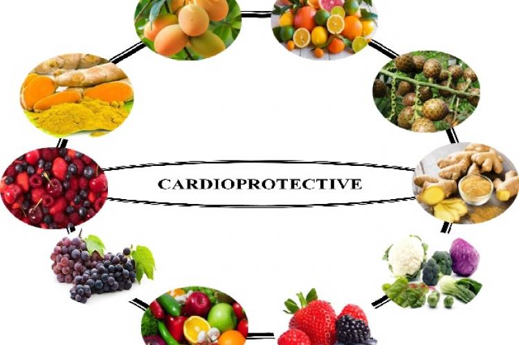 Source of natural products protective against chemotherapy-induced cardiotoxicity