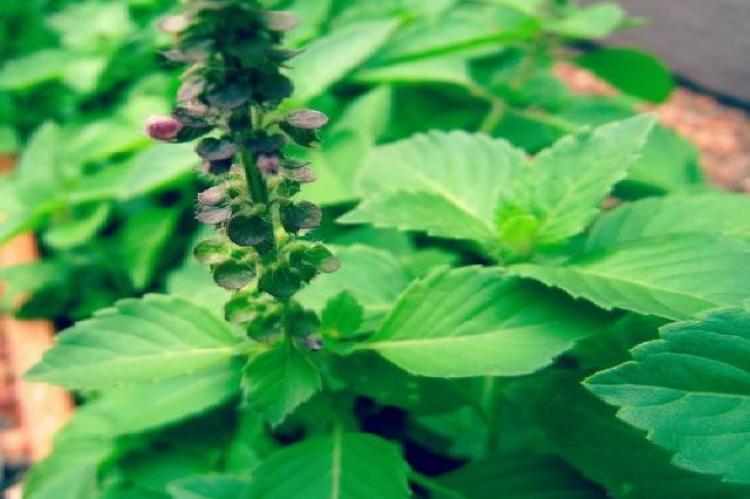 Ocimum sanctum Role in Diseases Management Through Modulating