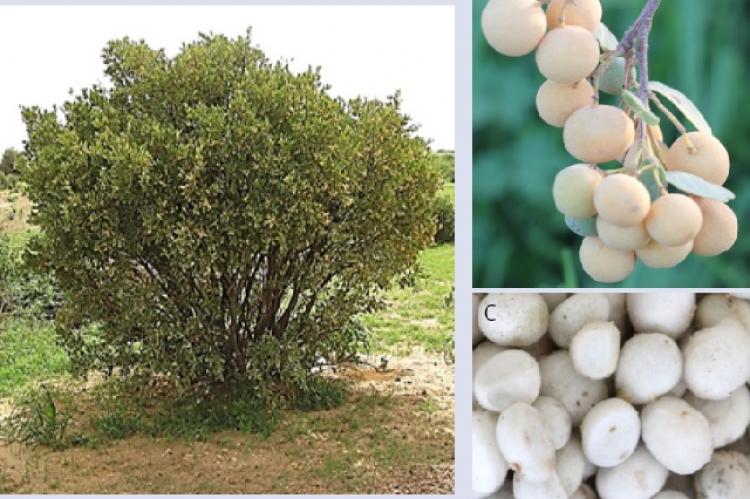 Boscia senegalensis: (A) adult individual; (B) cluster fruit; (C) fruit nuts