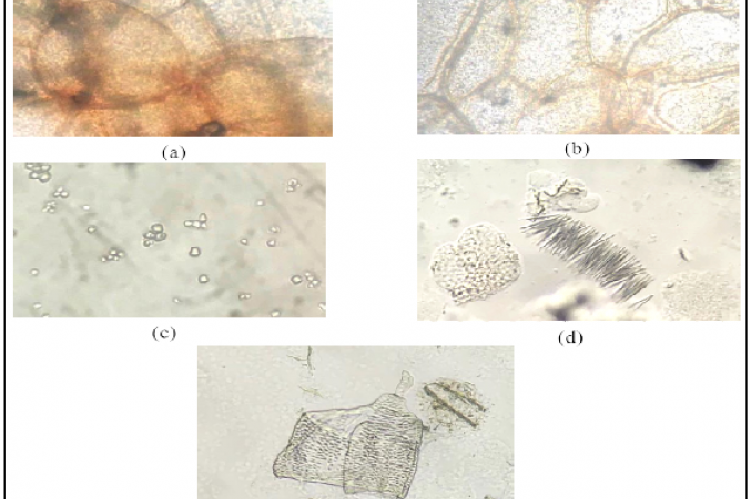 Microscopic of D. hispida Tuber Powder: Parenchymal fragments
