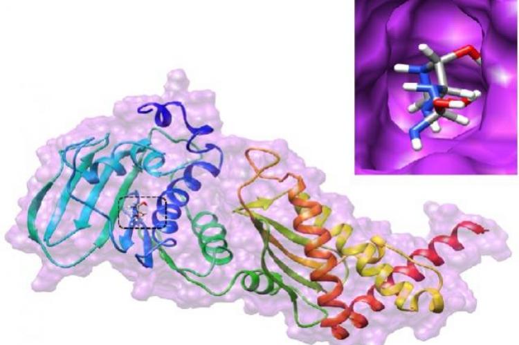 Natural compound (Allantoin) docked with bacterial drug target for DNA gyrase II (PDB ID: 5I3J) protein-ligand interactions A) 3D Pymol view B) 2D maestro view