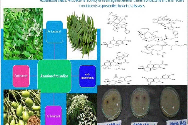 Azadirachta Indica: Antibacterial Activity Of Neem Against Different ...