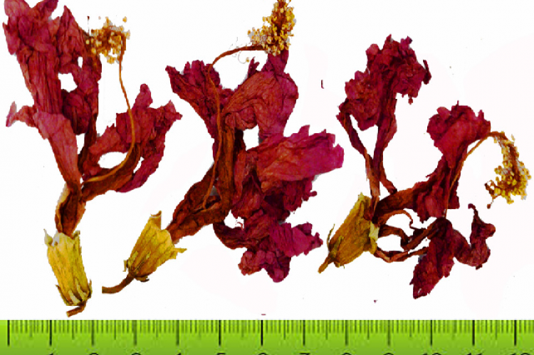 Dried Flowers of Hibiscus rosa-sinensis.