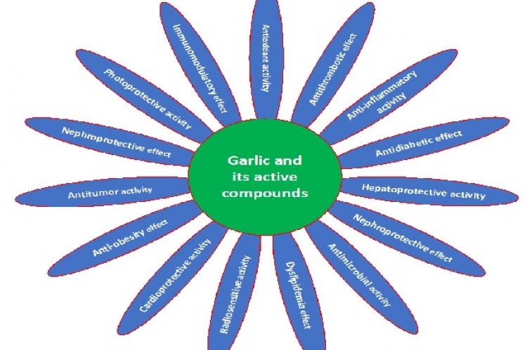 Role of garlic in the various types of disease’s management