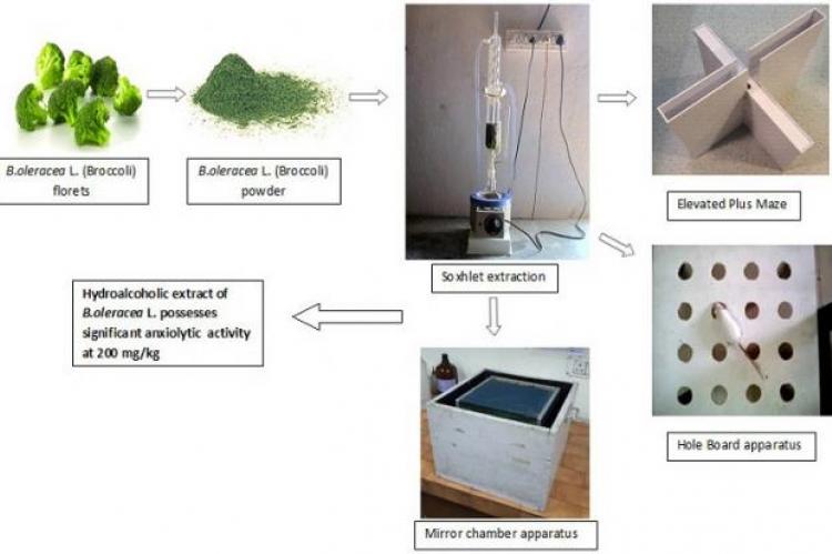 Study On Pharmacognosy Curricula In UAE B. Pharm Programmes And ...