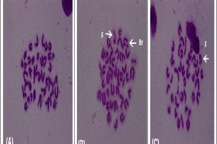Chromosomal abnormalities in bone marrow cells in mice showing (A) normal, (B) fragment and break, and (C) fragment