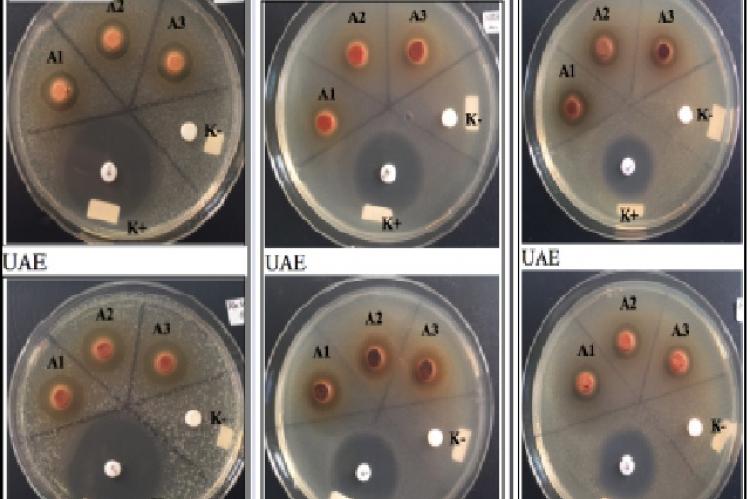 Paper disc diffusion method 1: Aeromonas hydrophila; 2: Edwardsiella ictaluri; 3: Flavobacterium columnare. * Description: measurement of diameter of the inhibition area includes paper disc diameter (6 mm)