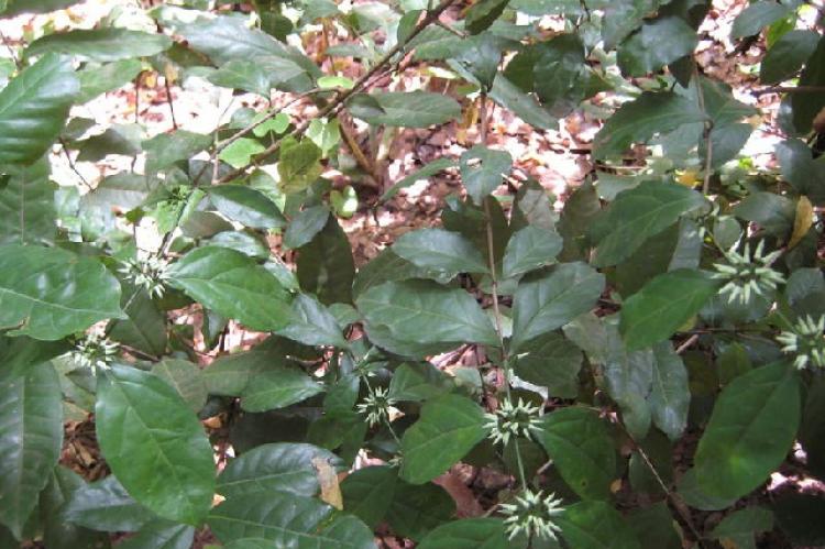 Photograph showing the whole plant and leaves of Psydrax horizontalis growing in Nsukka Habitat
