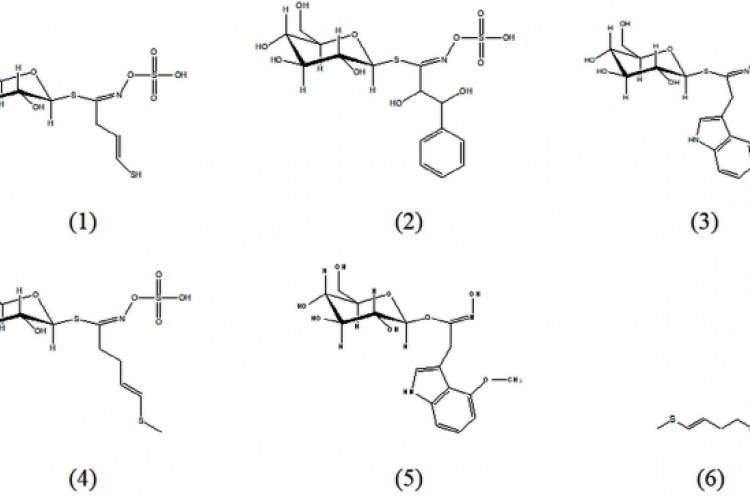 Leveraging Glucosinolates and Their Hydrolysis Products as Potent Antimicrobials