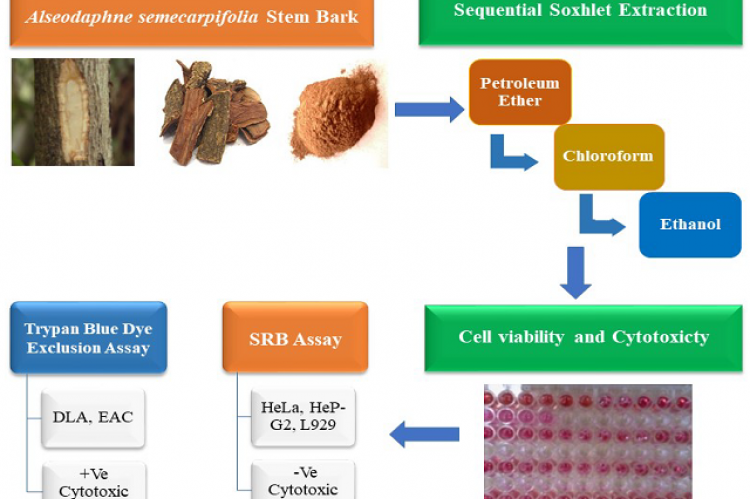 Screening In vitro Anticancer Activity of Alseodaphne semecarpifolia Nees Stem Bark Extracts against some Cancer Cell lines
