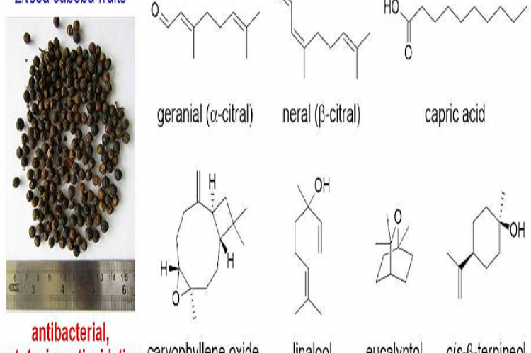 A High Antibacterial Efficacy of Fruits of Litsea cubeba (Lour.) Pers from Nepal. GC-MS and Antioxidative Capacity Analyses