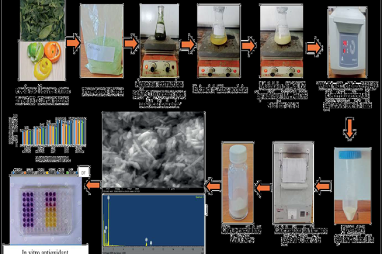 Flow chart for green synthesis of ZnO NPs using three citrus plants and their biological screening