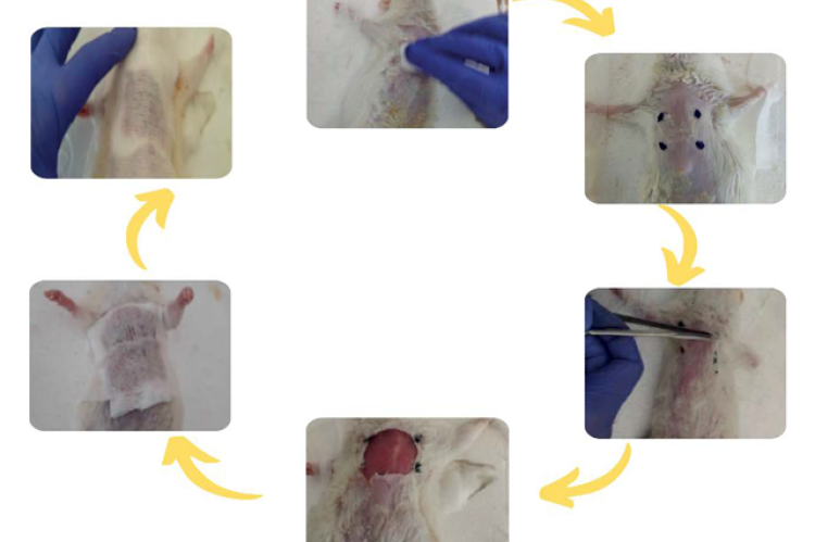 Wound creation