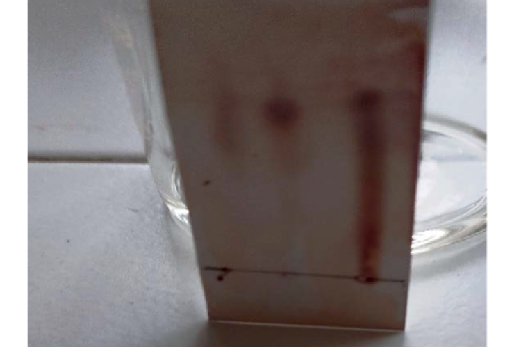 Thin Layer Chromatography of Macuna pruriens extracts