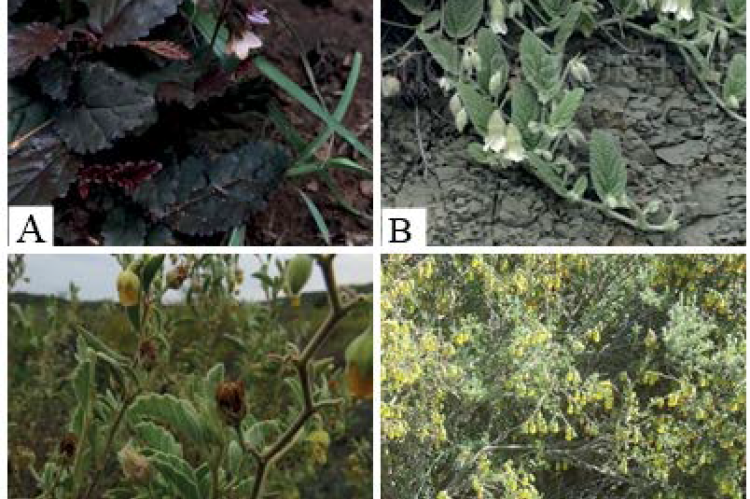 Hermannia species with their different morphological variations. Figure 2A – H.depressa, Figure 2B – H.geniculata, Figure 2C – H. incana, Figure 2D – H. cuneifolia. 21
