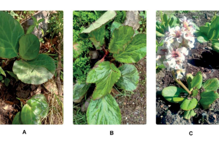 Three major species of Bergenia in their natural habitats in India A- B. ciliata; B- B. ligulata; C- B. stracheyi.