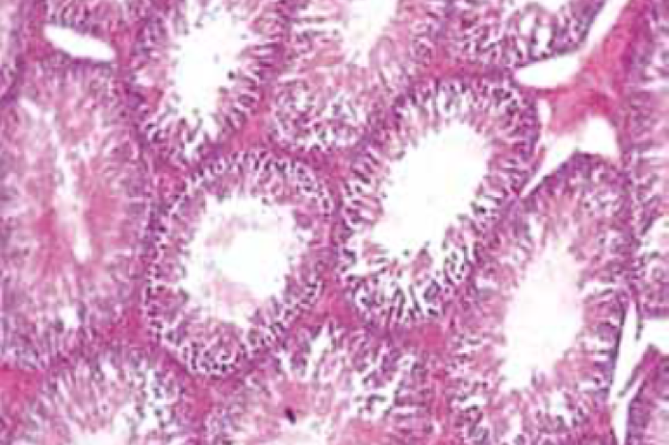 Photomicrograph of rat testis shows normal histological features in normal control group (Group I) (Hematoxylin & eosin).