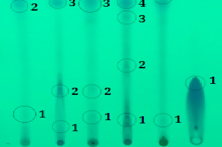 Results of identification of phenolic chemical compound groups in breadfruit leaf extract and rosella flower extract using TLC. (A) breadfruit leaf extract, (B) rosella flower extract, (C) DE1C, (D) DE2C, (E) DE3C, (F) gallic acid standard.