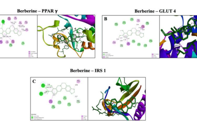 Molecular docking interaction profile of berberine with insulin signalling targets. Left panels represent 2D interaction maps indicating the nature and distance of key intermolecular contacts, while right panels depict 3D docking poses of berberine within the respective binding sites. Colour codes: green – van der Waals and hydrogen bonds; pink – π–π stacking/π–alkyl interactions