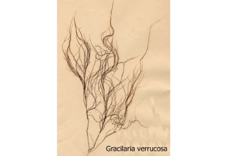 Figure 1: Morphology of Gracilaria verrucosa.