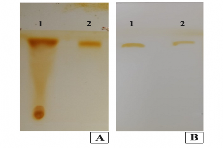 Thin layer chromatography. A. TLC sheet where 1 corresponds to AME after removal of non-polar compounds, 2 corresponds to standard neoandrographolide. B. TLC sheet where 1 is an isolated compound, 2 is standard neoandrographolide.