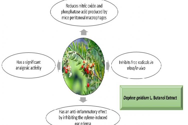 Phytochemistry and Biological Evaluation of Daphne gnidium L. Butanol Extract