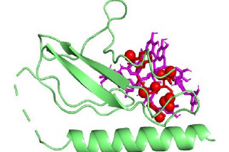 In silico Study on the Promising Active Components of Terpenoid