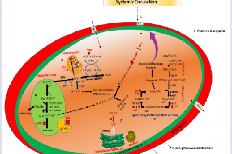 Parasite targets for intervention. A) Heme detoxification pathways in the intra-erythrocytic cycle and