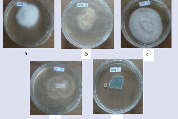 Appearance of endophytic fungi colony isolated from C. annuum and
