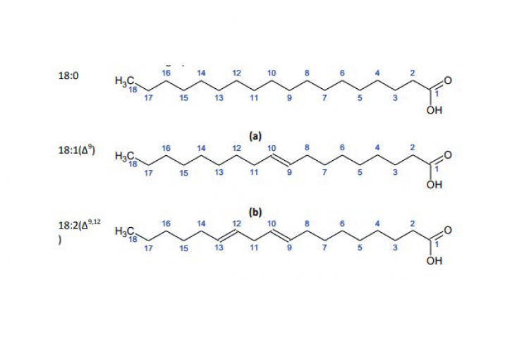 Fatty acid structure (a) stearic acid (b) oleic acid (c) linolenic acid