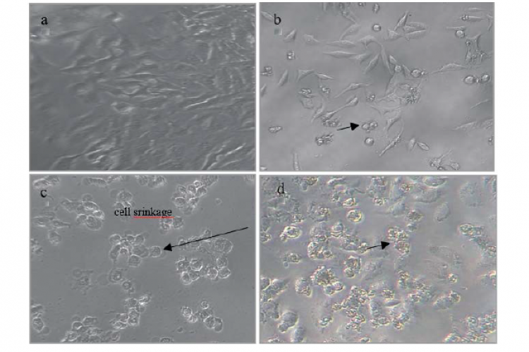 SciELO - Brasil - The potential antidiabetic properties of Liang (<i>Gnetum  gnemon</i> var.<i>tenerum</i>) leaves The potential antidiabetic properties  of Liang (<i>Gnetum gnemon</i> var.<i>tenerum</i>) leaves