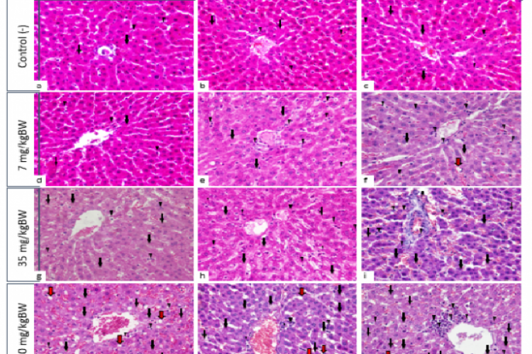 Histopathology slides of heart, liver, kidney and stomach, control