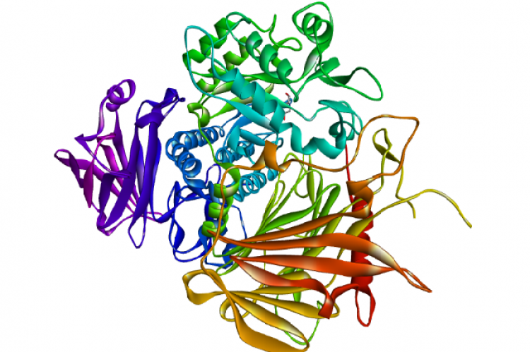 Structure of α-glucosidase (PDB ID: 5DKY).
