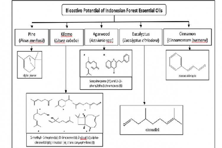 Review On Bioactive Potential Of Indonesian Forest Essential Oils ...